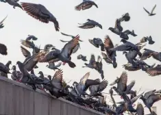 Eiropā pastiprina noteikumus: par šķietami nevainīgu rīcību var sodīt ar 1000 eiro naudas sodu