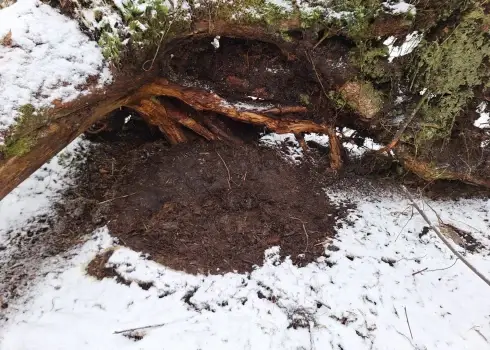 Lāču ziemošanas vietas