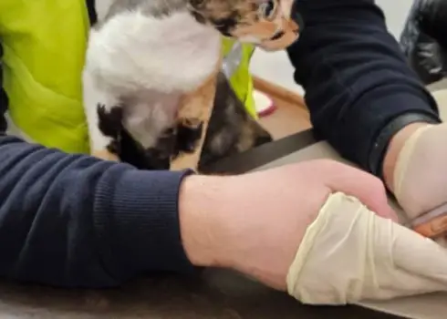 Dņipro sagrauts krāpnieku tīkls