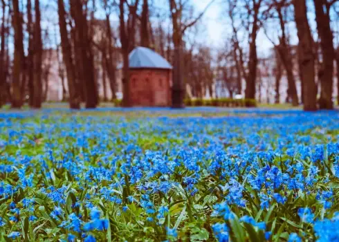 Lielie kapi pārvēršas zilsniedzīšu jūrā; 16.04.2026