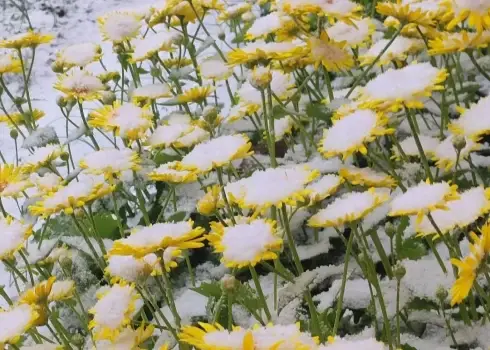 Latviju 26. aprīlī pārsteidzis sniegs