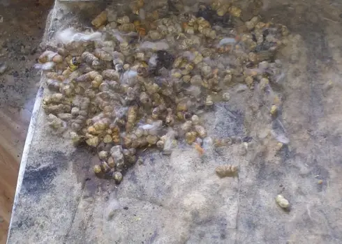 Dzīvoklī Imantā atrasti novārguši dzīvnieki