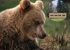 Uz Igauniju pie lāčiem. "Šāda iespēja katram dzīvē vismaz vienu reizi ir jāizmano!" norāda fotogrāfe Dace Spalviņa. FOTO, VIDEO