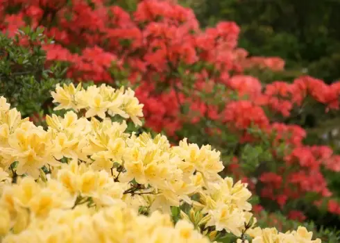 LU Botāniskajā dārzā uzzied Baltijā lielākā rododendru kolekcija